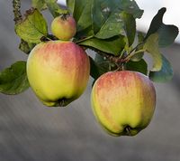 Finkenwerder Herbstprinz